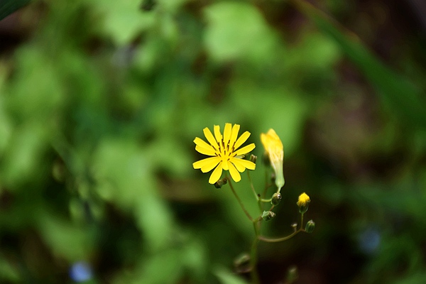 IIGF觀點|范欣宇、龐心睿：溫室氣體減排交易中心發展經驗——區域及創新篇 